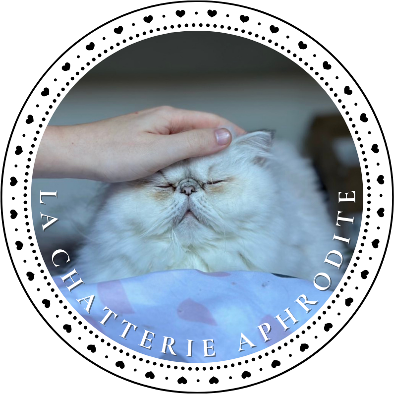 la chatterie Aphrodite persan